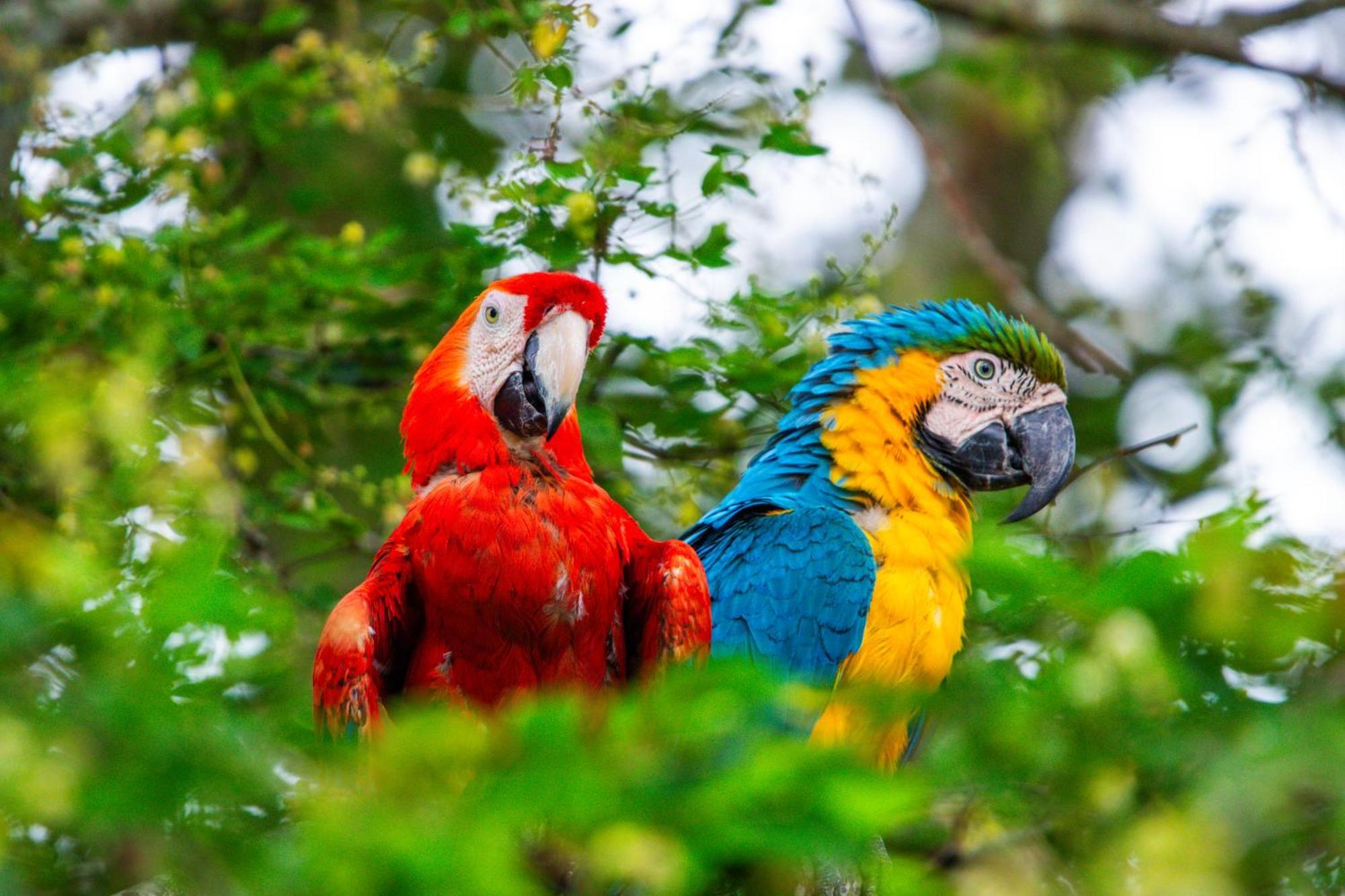 Hotel Paloverde Villas Campestres Apiay Luaran gambar