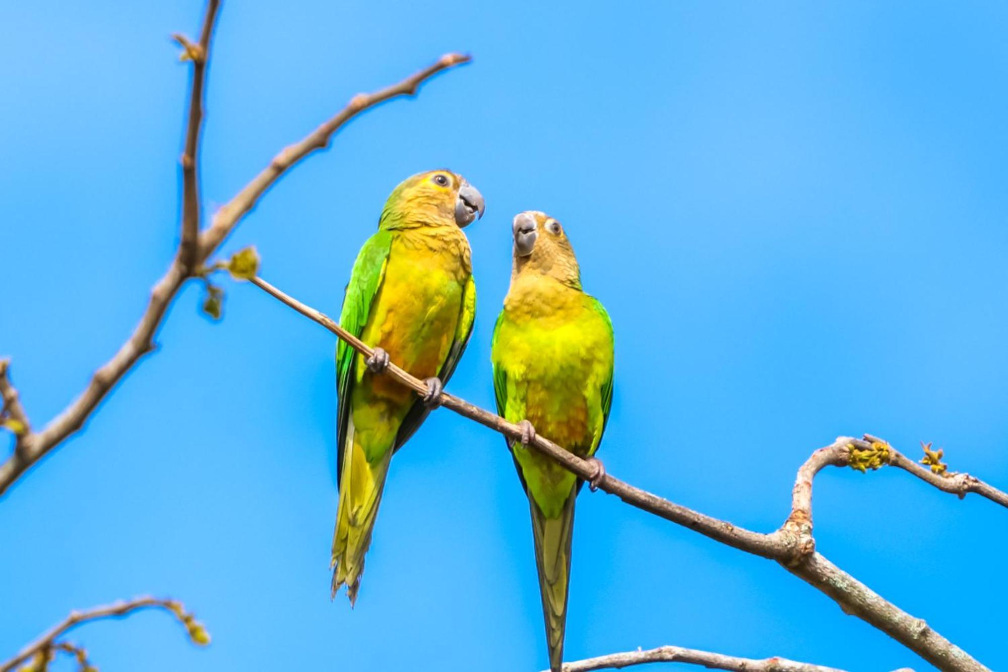 Hotel Paloverde Villas Campestres Apiay Luaran gambar